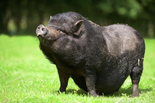 Vietnamese Pot-Bellied Pig