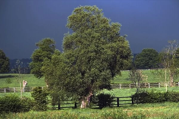 View of fields and trees with storm clouds behind