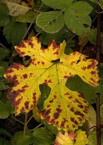 Vine leaf, with beautiful autumn colour