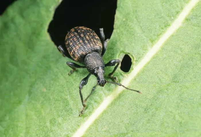 Framed Print : Vine Weevil - adult Framed Print : Vine Weevil - adult