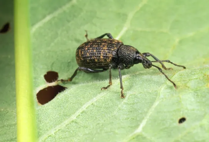 Framed Print : Vine Weevil - adult Framed Print : Vine Weevil - adult