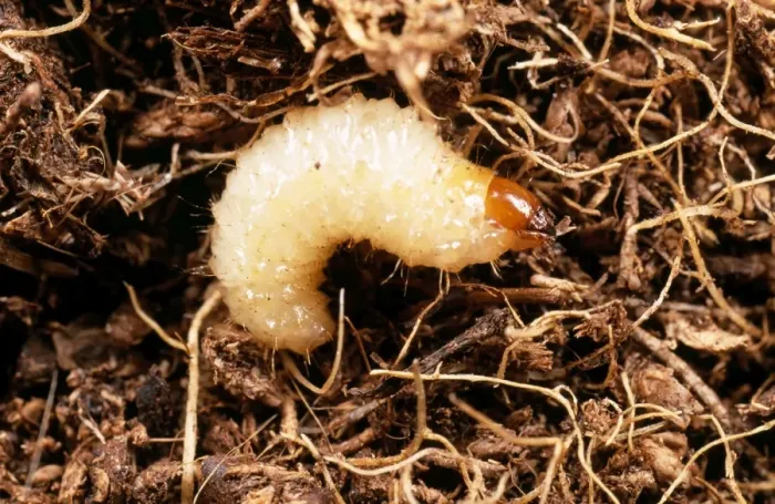 Framed Print : Vine Weevil Larva Framed Print : Vine Weevil Larva