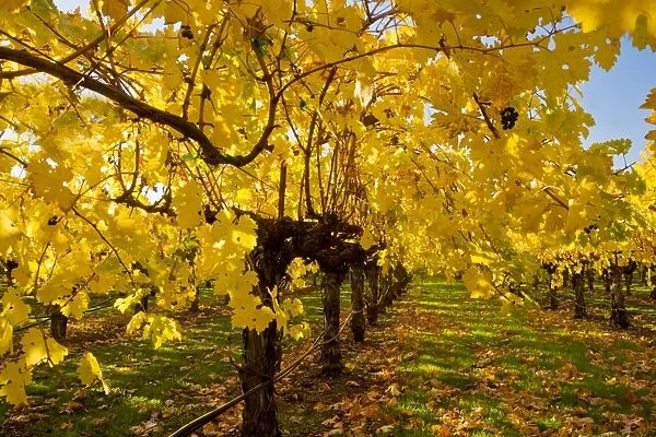 Vineyard - in Autumn colour - Napa Valley vineyards, near St. Helena - California