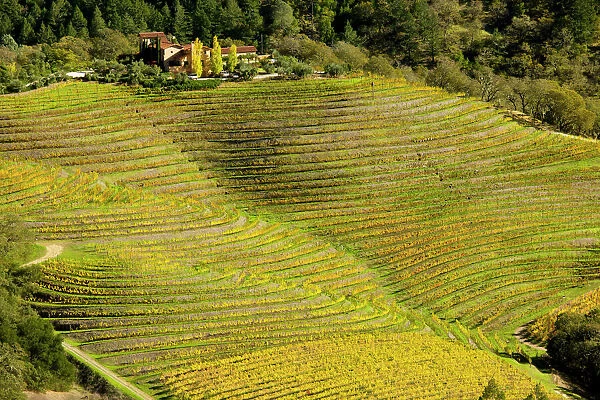 Vineyard - in Autumn colour - Napa Valley vineyards - above Calistoga in the Pallisade Mountains; California