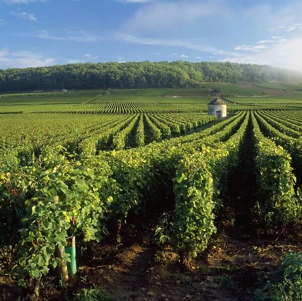 Vineyard - at Savi les Beanne France