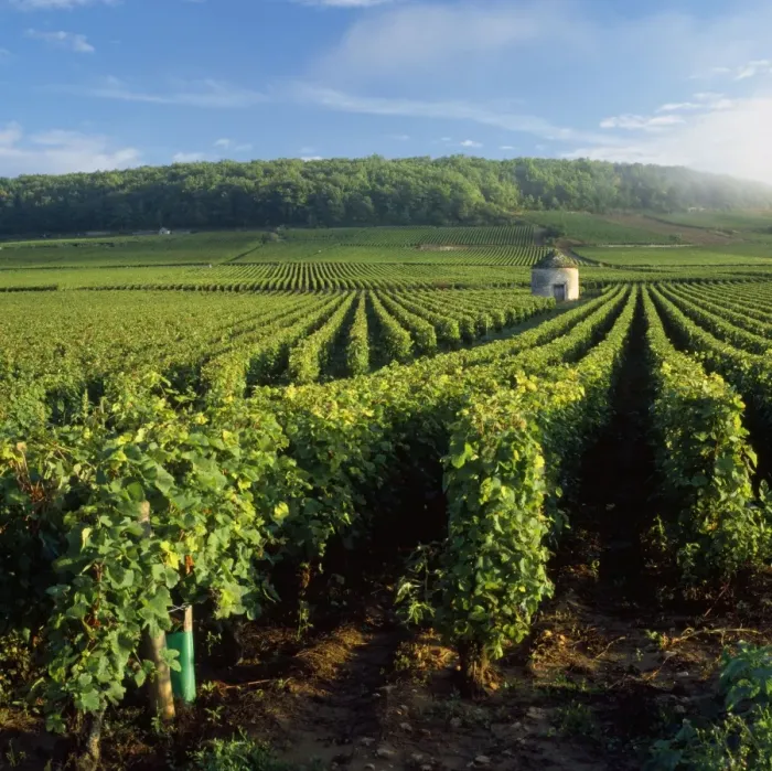 Framed Print : Vineyard - at Savi les Beanne France