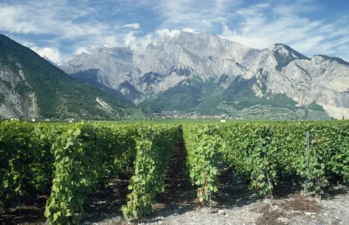 Framed Print : Vineyard South Valais, near Sion, Switzerland Framed Print : Vineyard South Valais, near Sion, Switzerland