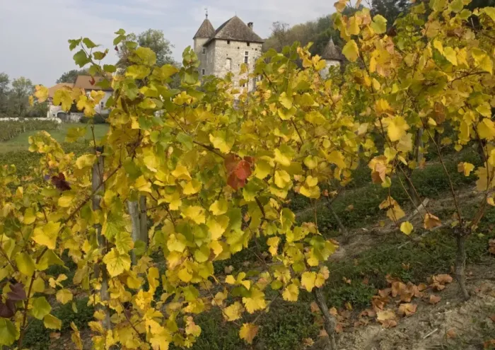 Framed Print : Vineyards in autumn, at Old chateau north of Ruffieux. Haute-Savoie, France Framed Print : Vineyards in autumn, at Old chateau north of Ruffieux. Haute-Savoie, France