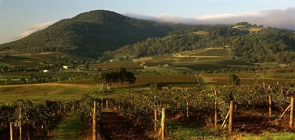 Vineyards of the Lower Hunter Valley on the slopes of Broken Back Range, Hunter Valley, New South Wales, Australia JPF48940