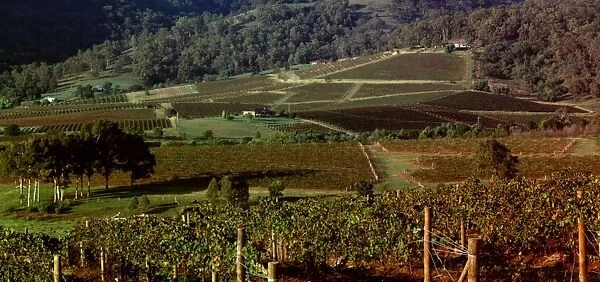 Vineyards of the Lower Hunter Valley on the slopes of Broken Back Range, Hunter Valley, New South Wales, Australia JPF48942