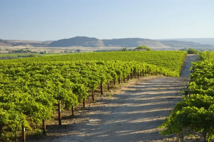 Framed Print : Vineyards in Orange River Valley at Kakamas, near Upington, Northern Cape, South Africa. Irrigation water obtained from Orange River
