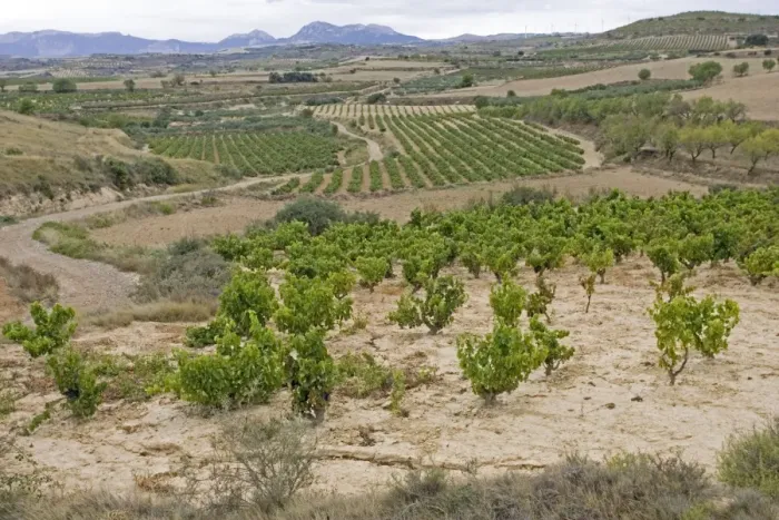 Framed Print : Vineyards with ripe grapes ready for harvesting on hillsiides in Viana in Rioja region of Cantabria Spain Framed Print : Vineyards with ripe grapes ready for harvesting on hillsiides in Viana in Rioja region of Cantabria Spain