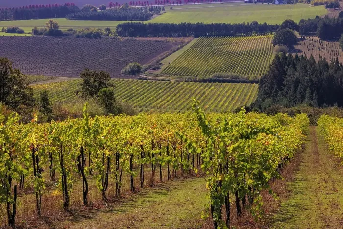 Framed Print : Vineyards at Yamhill Valley Vineyards near McMinnville, Oregon, USA Date: 04-10-2021