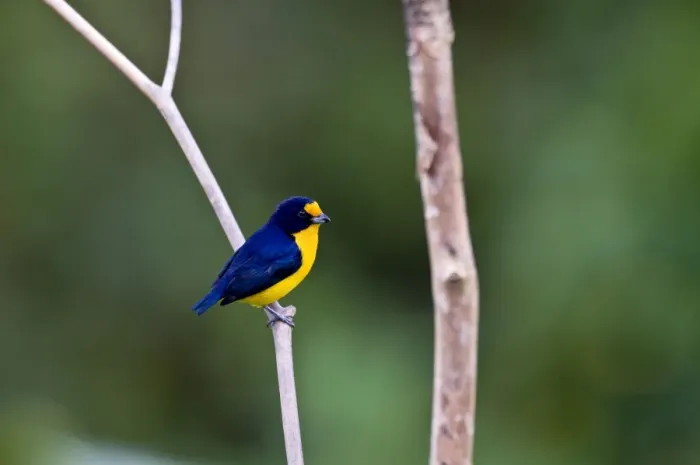 Framed Print : Violaceous Euphonia - on branch - Asa Wright Centre - Trinidad Framed Print : Violaceous Euphonia - on branch - Asa Wright Centre - Trinidad
