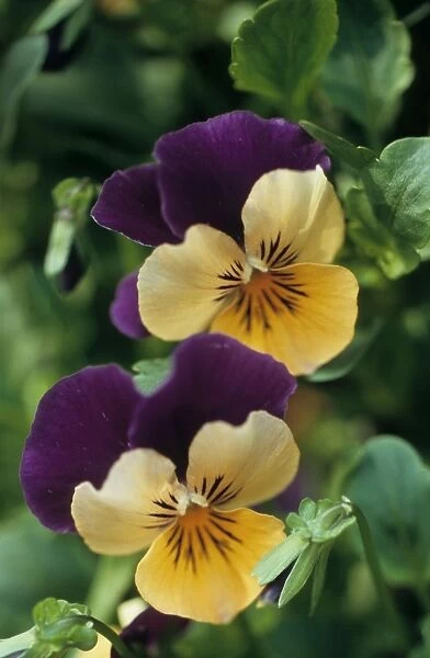 Violet. ME-1263. WILD PANSY  /  HEARTSEASE  /  Violet - in flower, close-up