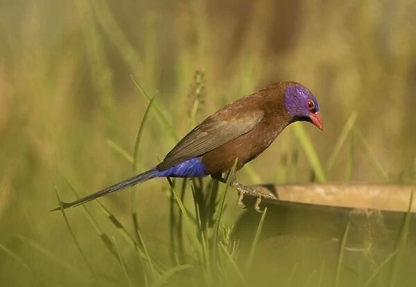 Violet Eared Waxbill Male perched on discarded pot. Central Namibia, Africa