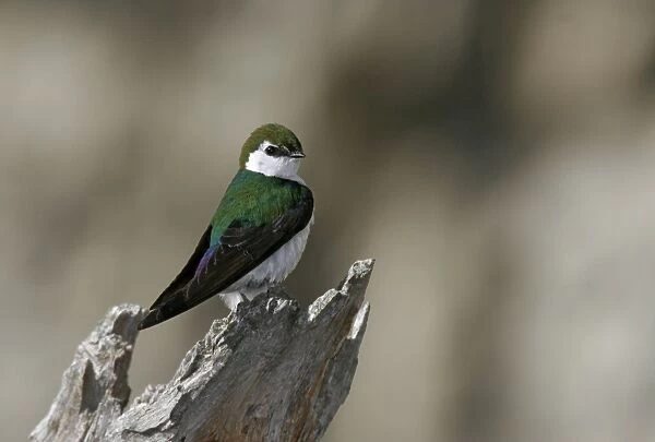 Violet-green Swallow Yellowstone National Park