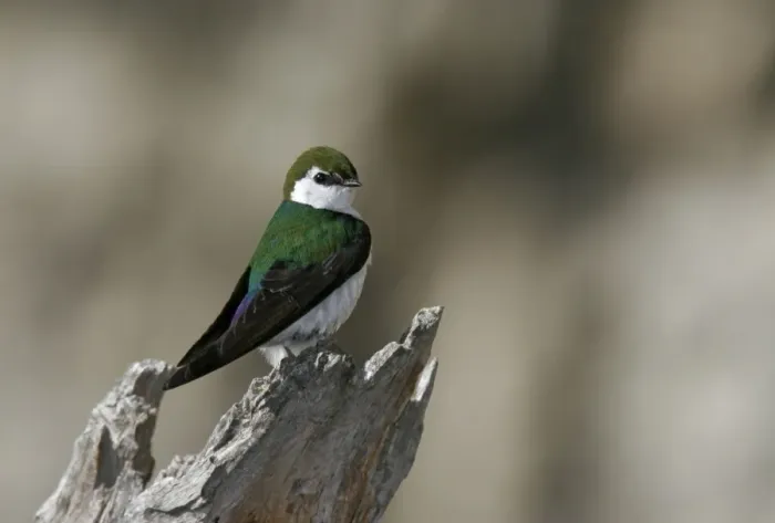Framed Print : Violet-green Swallow Yellowstone National Park Framed Print : Violet-green Swallow Yellowstone National Park