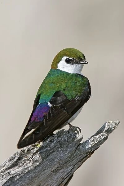 Violet-green Swallow Yellowstone National Park, Wyoming, USA
