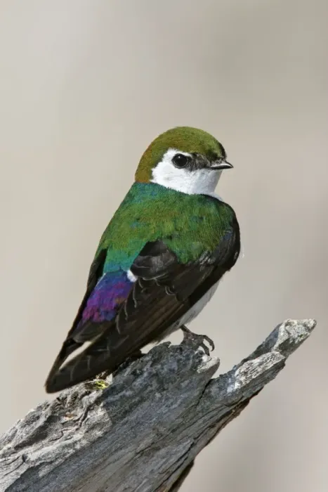 Framed Print : Violet-green Swallow Yellowstone National Park, Wyoming, USA Framed Print : Violet-green Swallow Yellowstone National Park, Wyoming, USA