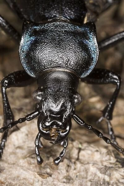 Violet Ground Beetle (Carabus violaceus), close-up. Dorset