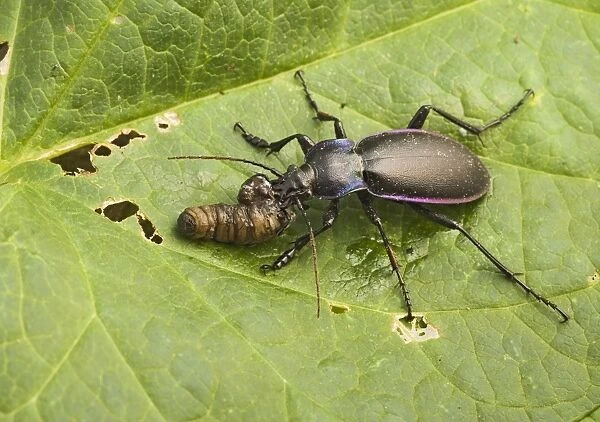 Violet Ground Beetle – feeding on leatherjacket Bedfordshire UK 003251