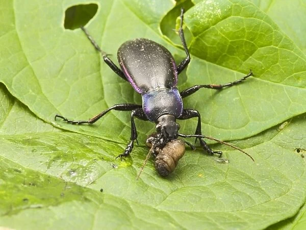 Violet Ground Beetle – feeding on leatherjacket Bedfordshire UK 003258