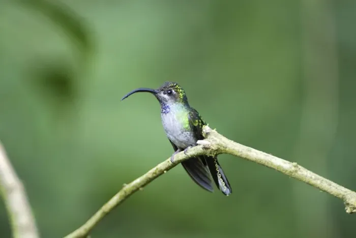 Framed Print : Violet Sabrewing Costa Rica Framed Print : Violet Sabrewing Costa Rica