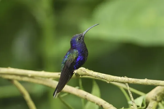 Framed Print : Violet Sabrewing Costa Rica Framed Print : Violet Sabrewing Costa Rica