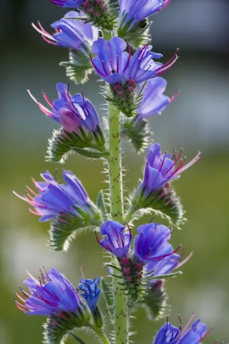 Framed Print : Viper's Bugloss (Echium vulgare) in flower. Common plant of roadsides and grasslands. Slovenia