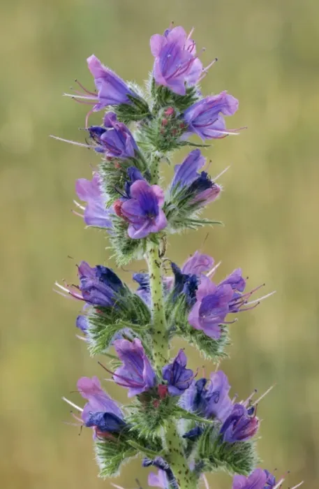 Framed Print : Viper's Bugloss Kent, UK Framed Print : Viper's Bugloss Kent, UK