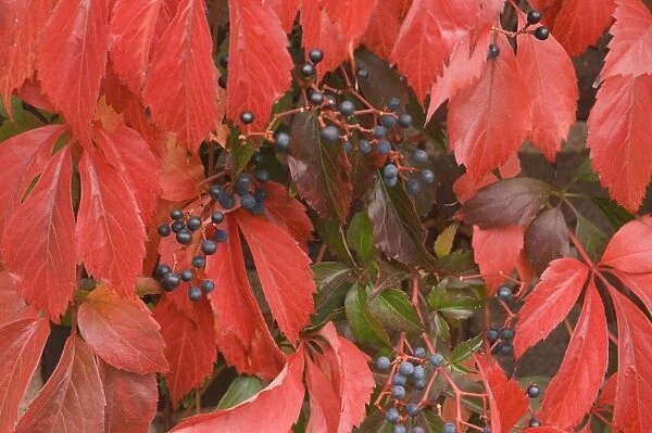 Virginia creeper Berries and red leaves in autumn
