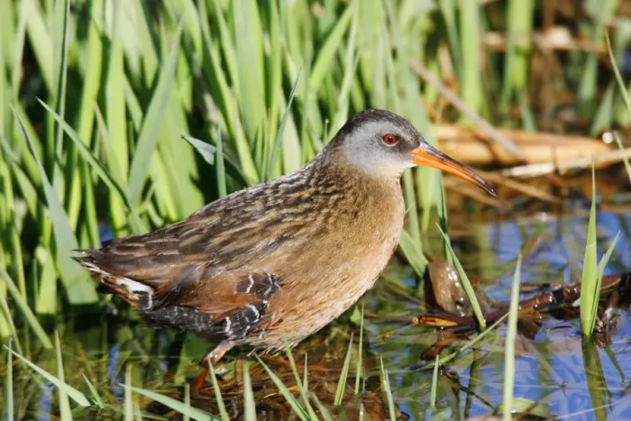 Framed Print : Virginia Rail Framed Print : Virginia Rail