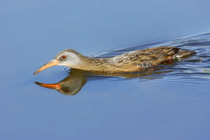 Framed Print : Virginia Rail Framed Print : Virginia Rail