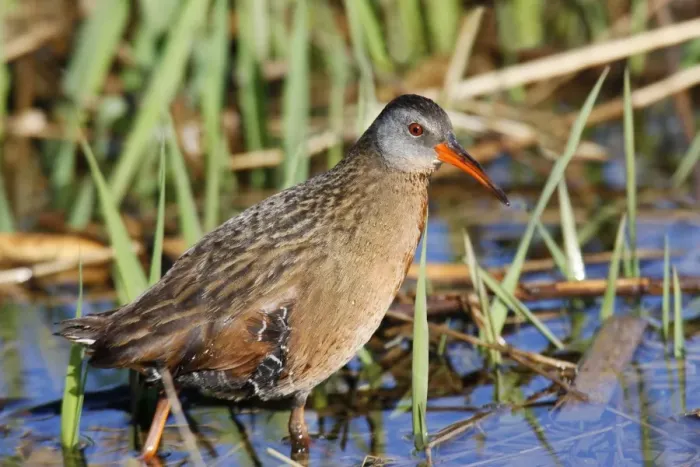Framed Print : Virginia Rail Framed Print : Virginia Rail