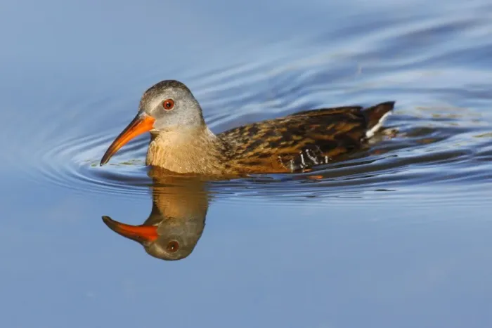Framed Print : Virginia Rail Framed Print : Virginia Rail