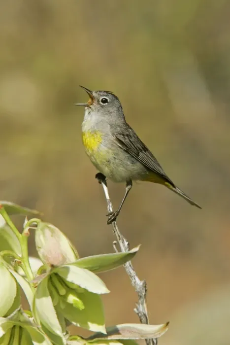 Framed Print : Virginia's Warbler Wyoming, USA Framed Print : Virginia's Warbler Wyoming, USA