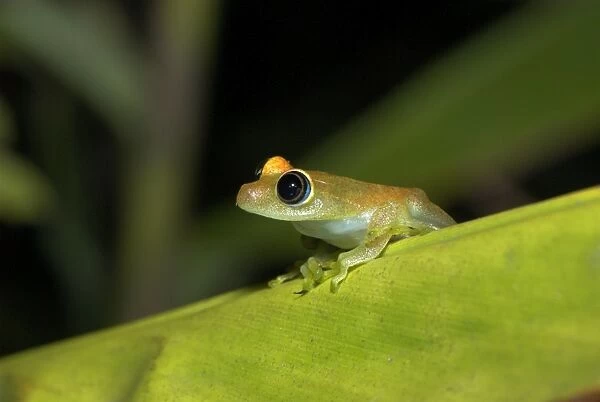 Viridian Tree Frog - endemic Madagascar