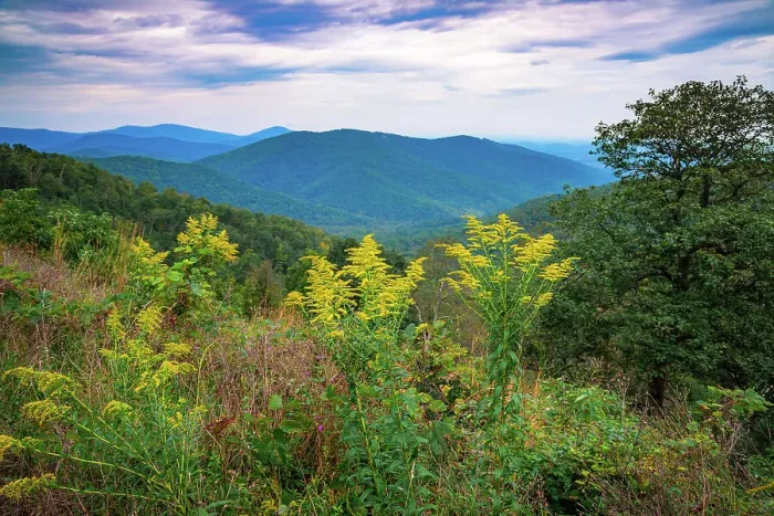 Framed Print : Vista with goldenrod, Shenandoah, Blue Ridge Parkway, Smoky Mountains, USA. Date: 02-10-2018
