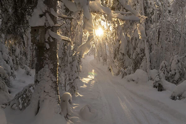 vogelhuisje, birdhouse on a tree in a winter landscape with sun rays in Sweden Date: 17-01-2021