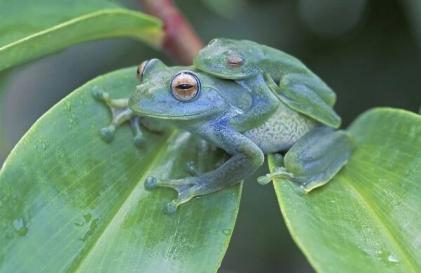 Vohiparara Bright-eyed Frog - Andasibe - Mantadia National Park - Madagascar