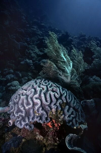 VT-7014. Brain Coral - Indo Pacific - Indonesia