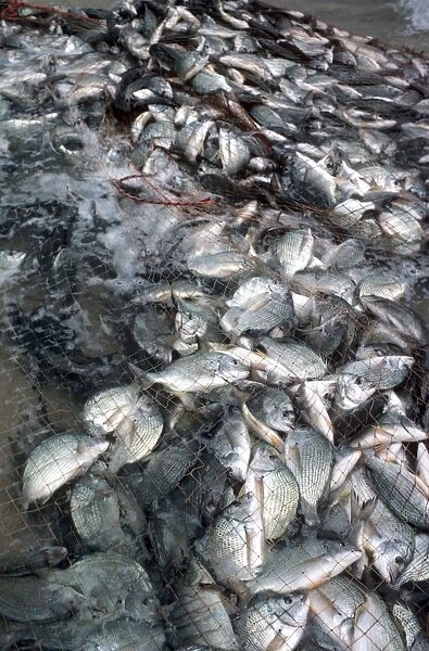 VT-8494 Silver Bream - caught in beach fishermens net