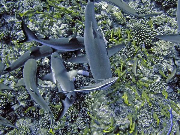 VT-8685. Grey Reef Sharks - attracted to the smell of herrings inside a