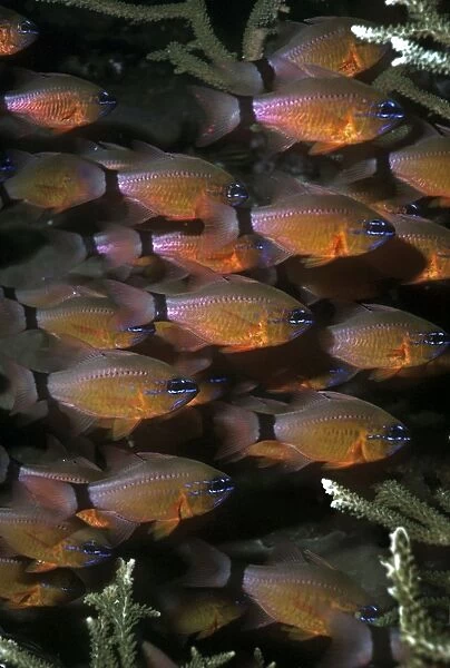VT-8700 Ring-tailed cardinalfish - live around hard corals, taking shelter from predators in the hard branches