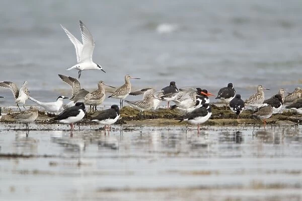 Waders and Terns - resting on shoreline - autumn - Northumberland National Park - England