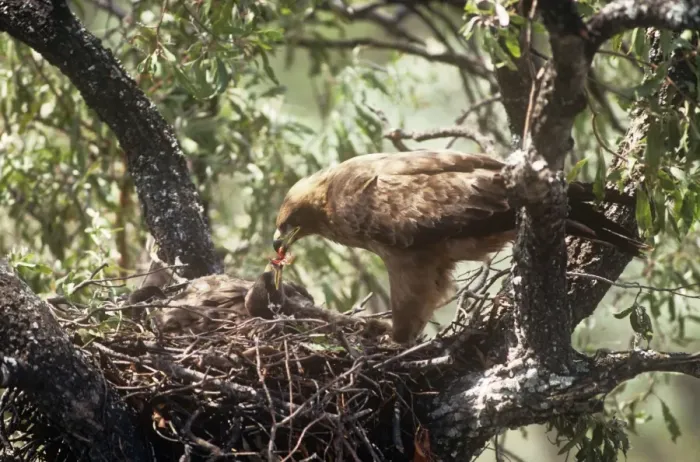 Framed Print : Wahlbergs Eagle - adult feeding young in nest South Africa