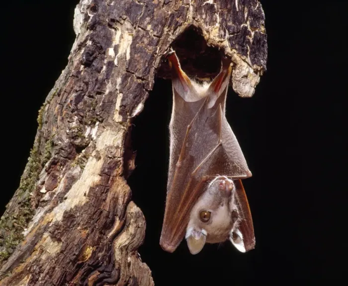 Framed Print : Wahlberg's Epauletted Fruit Bat Framed Print : Wahlberg's Epauletted Fruit Bat