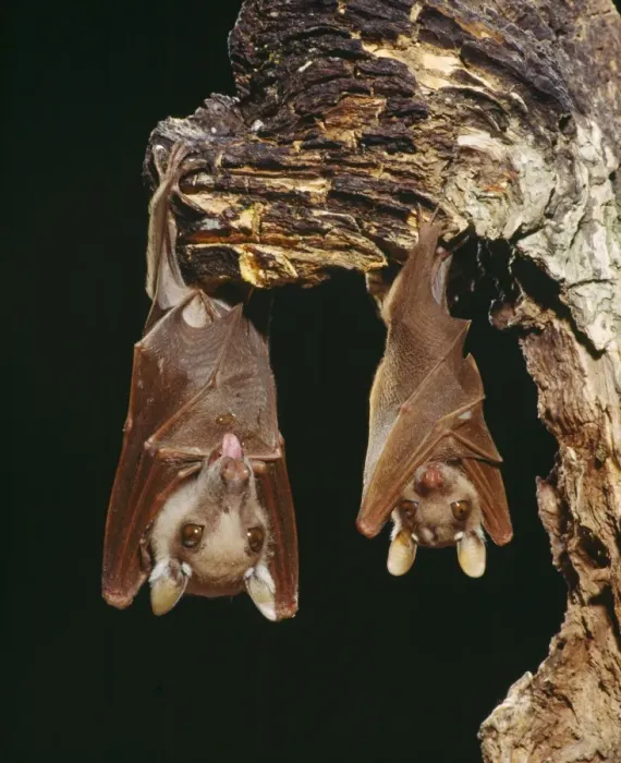 Framed Print : Wahlberg's Epauletted Fruit Bat dist: Somalia to South Africa Angola, Zaire, Cameroon Framed Print : Wahlberg's Epauletted Fruit Bat dist: Somalia to South Africa Angola, Zaire, Cameroon