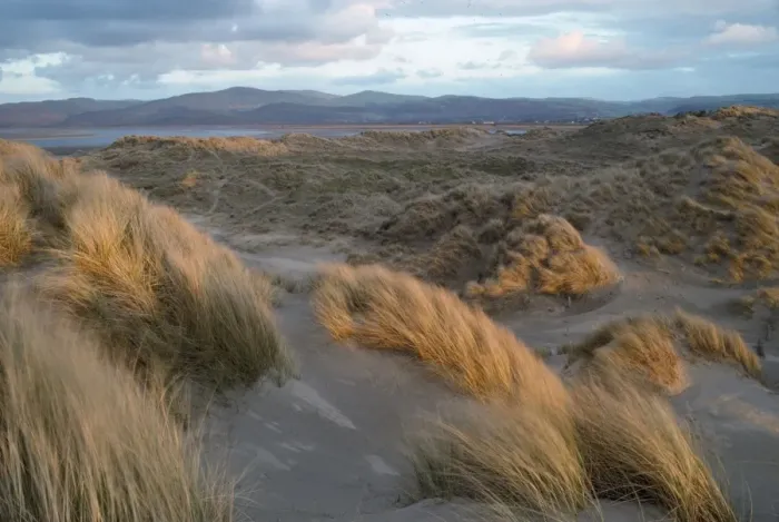 Framed Print : Wales - evening light Ynyslas sand dunes Framed Print : Wales - evening light Ynyslas sand dunes